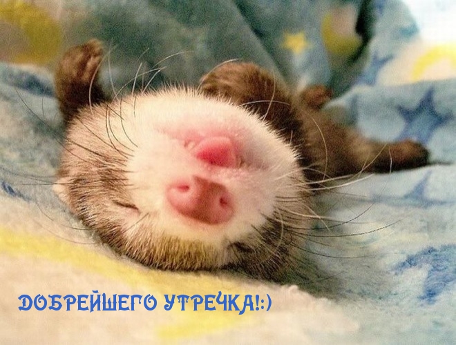 ДОБРЕЙШЕГО УТРЕЧКА!:)
