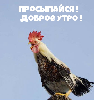 Просыпайся ! Доброе утро ! Просыпайся ! Доброе утро !