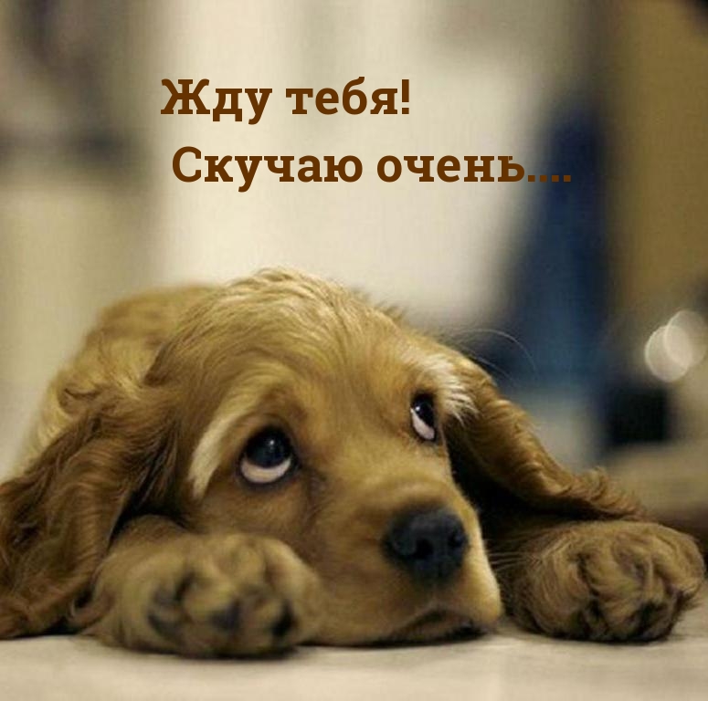 Жду тебя! Скучаю очень.... Жду тебя! Скучаю очень....