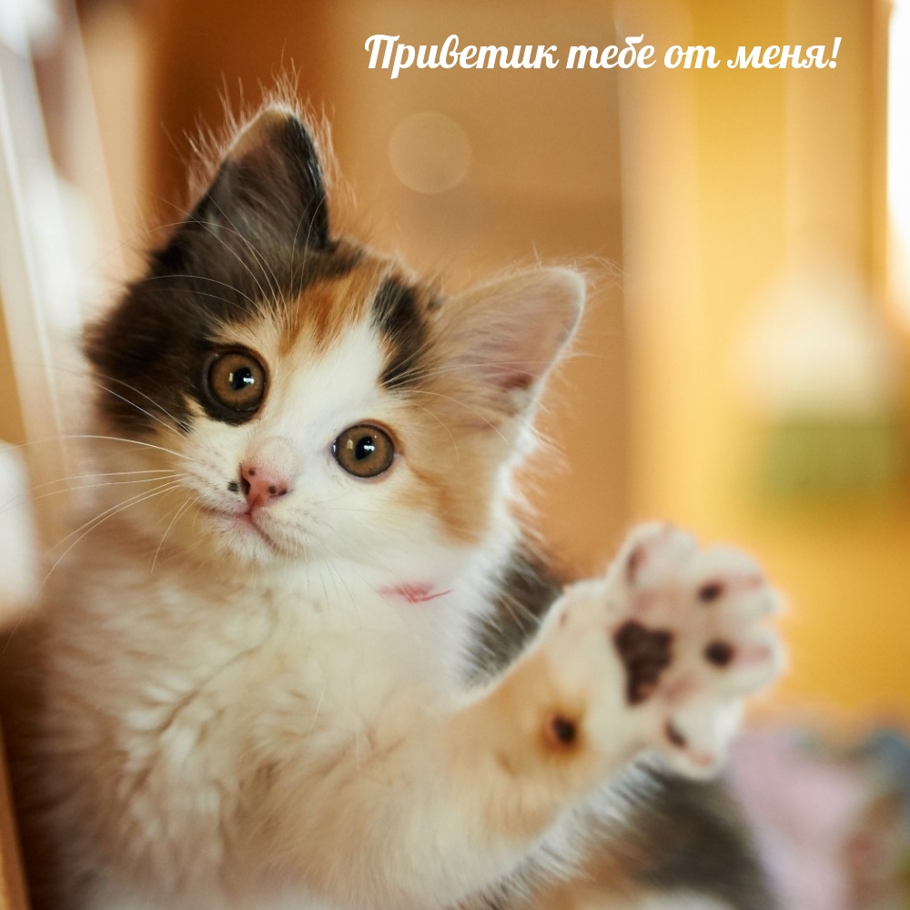 Приветик тебе от меня! Приветик тебе от меня!