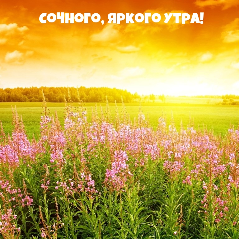 Сочного, яркого утра! Сочного, яркого утра!