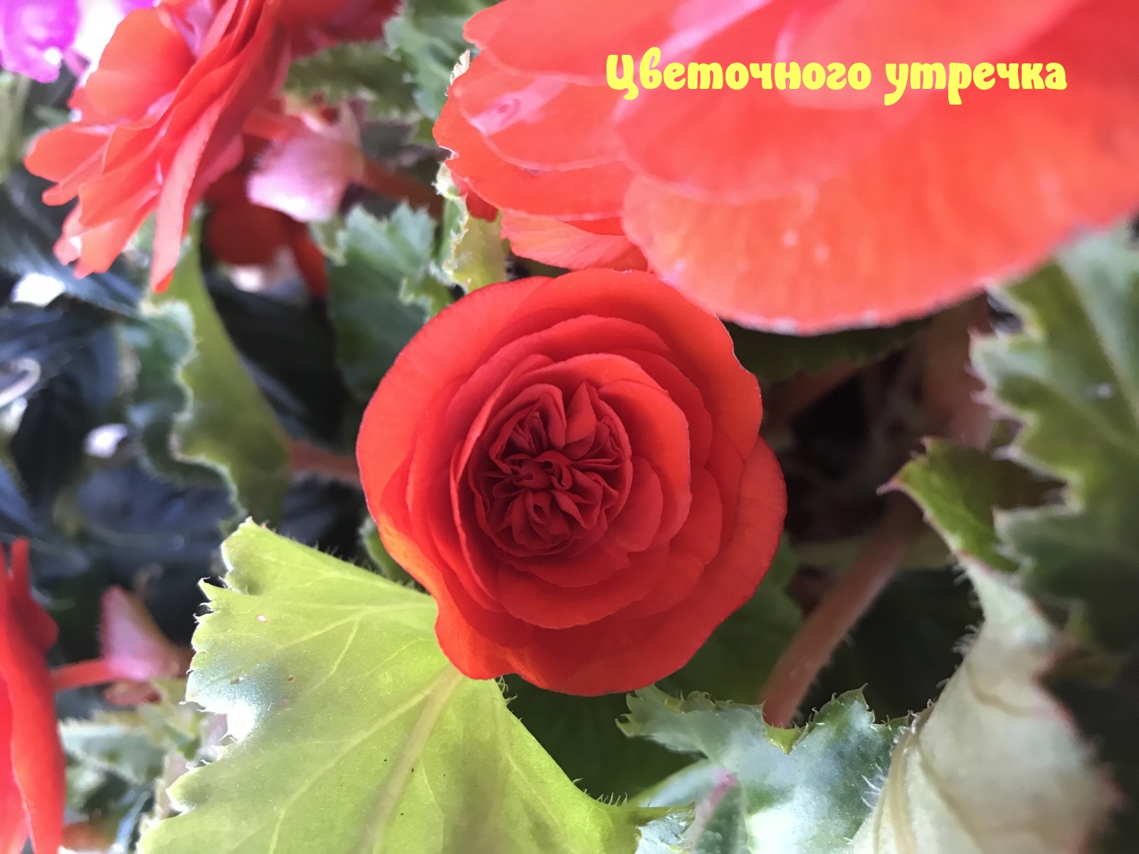 Цветочного утречка Цветочного утречка