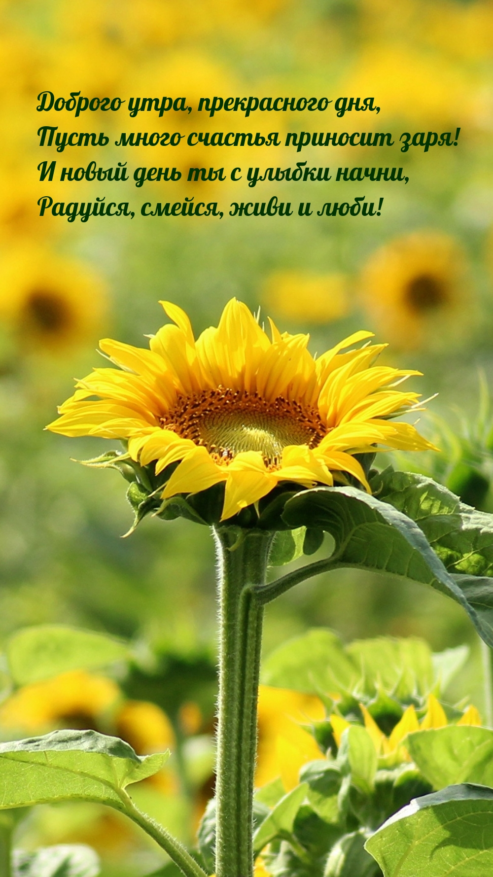 Доброго утра, прекрасного дня